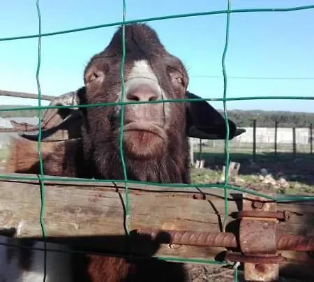 Casal Dos Carpinteiros - Carpenters Couple Casa de Férias
