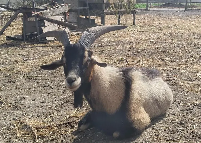 Casal Dos Carpinteiros - Carpenters Couple Santa Cruz